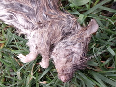 Rattus norvegicus