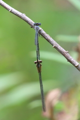 Enallagma traviatum