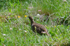 Lyrurus mlokosiewiczi