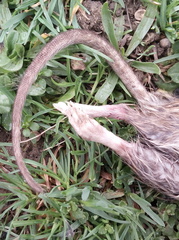 Rattus norvegicus