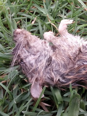 Rattus norvegicus