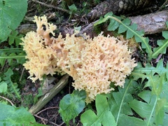 Ramaria flava