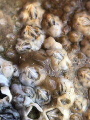 Leptoplana tremellaris