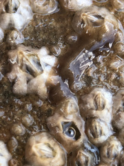 Leptoplana tremellaris