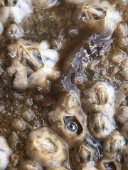 Leptoplana tremellaris