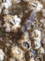 Leptoplana tremellaris