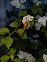 Crocothemis servilia