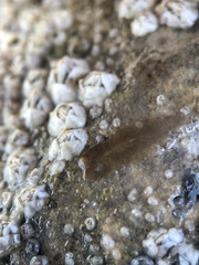 Leptoplana tremellaris