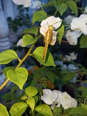 Crocothemis servilia