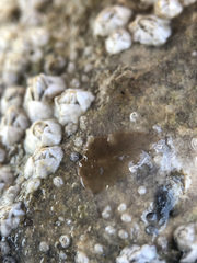 Leptoplana tremellaris