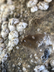 Leptoplana tremellaris