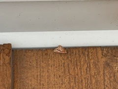 Sabulodes niveostriata