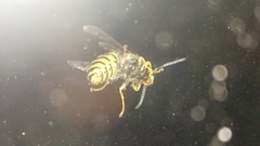 Dolichovespula media