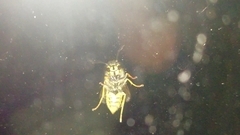 Dolichovespula media