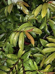 Excoecaria cochinchinensis