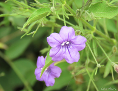 Ruellia paniculata