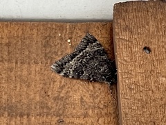 Catocala californica