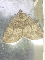 Hydriomena furcata