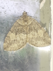 Hydriomena furcata