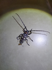 Batocera rubus rubus