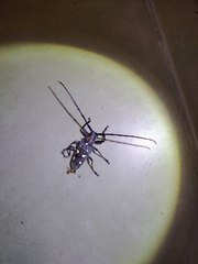 Batocera rubus rubus