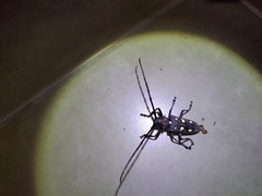 Batocera rubus rubus