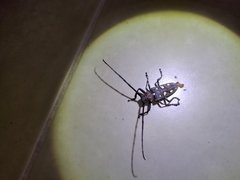 Batocera rubus rubus