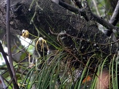 Brassavola cucullata