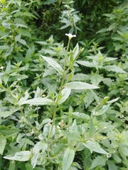 Epilobium pseudorubescens