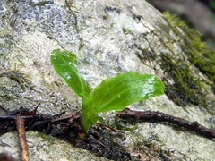 Beloglottis costaricensis