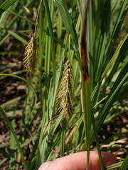Carex paleacea