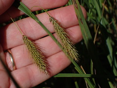 Carex paleacea