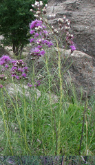 Vernonanthura nudiflora
