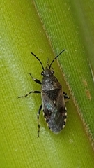Heterogaster cathariae