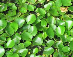 Hydrocleys martii