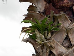 Catasetum integerrimum