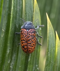 Lachnaia variolosa