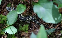 Abronia taeniata