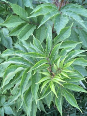 Sambucus racemosa