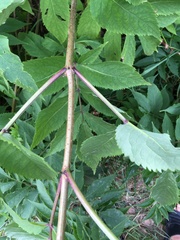 Sambucus racemosa