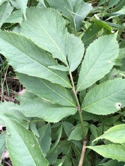 Sambucus racemosa