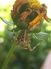 Araneus diadematus