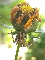 Araneus diadematus