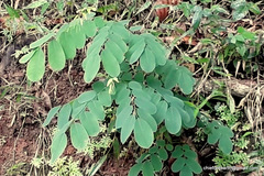Pantoporia