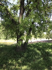 Quercus