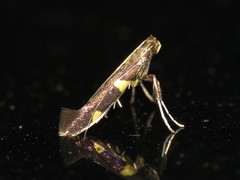 Caloptilia cornusella