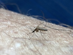 Aedes infirmatus
