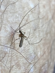 Aedes infirmatus