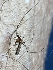 Aedes infirmatus