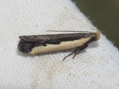 Dichomeris serrativittella